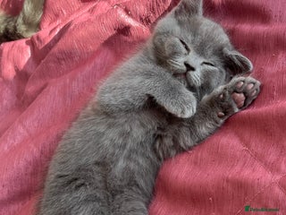 Scottish Fold cats Beautiful blue female kitten - Advert 1