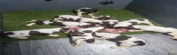 English Springer Spaniel dogs for sale: 9 gorgeous puppies looking for their forever homes - Advert 2