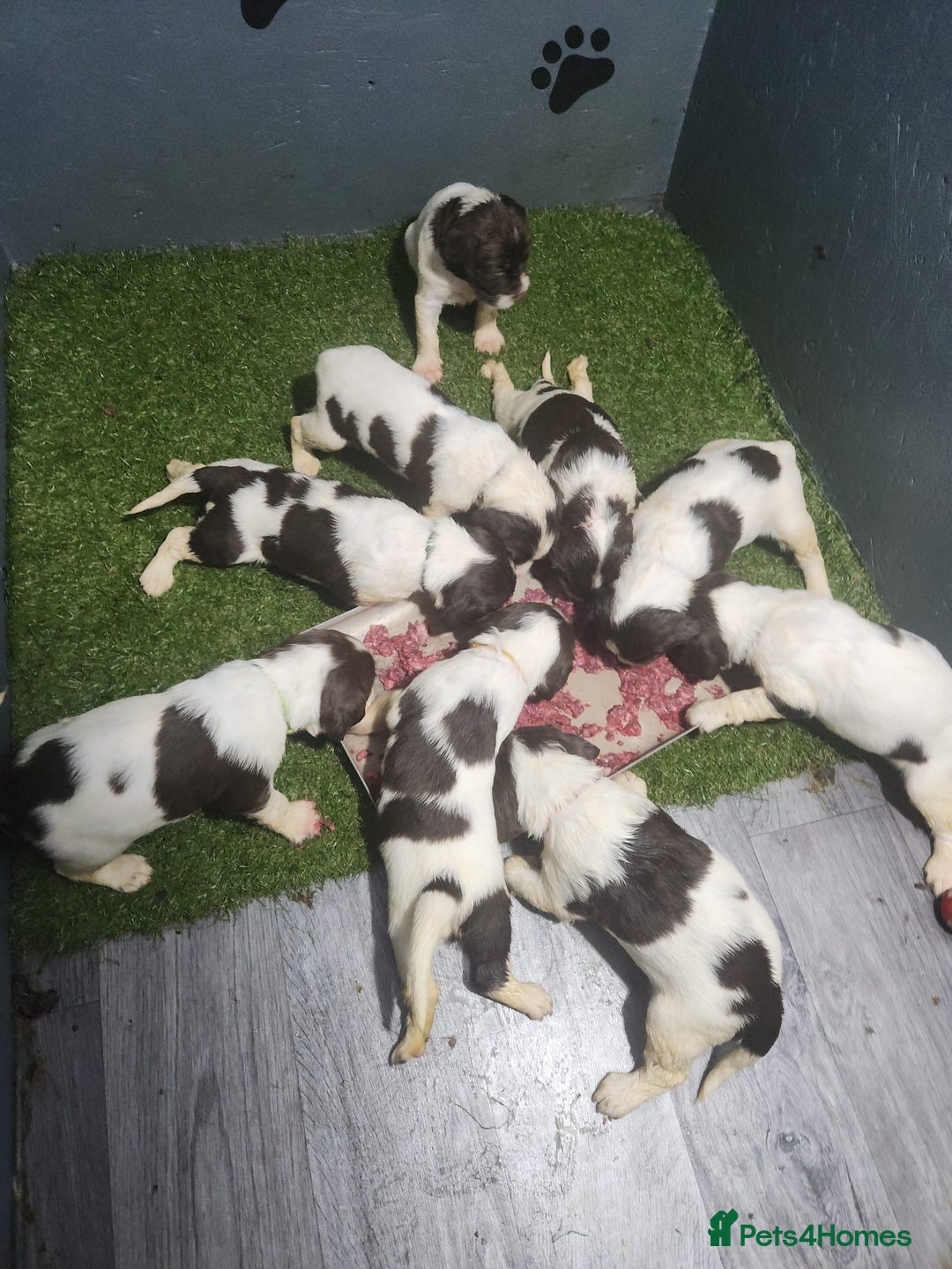 English Springer Spaniel dogs for sale: 9 gorgeous puppies looking for their forever homes - Advert 2