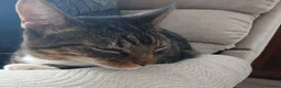 Mixed Breed cats for adoption: TIGGER - Advert 3
