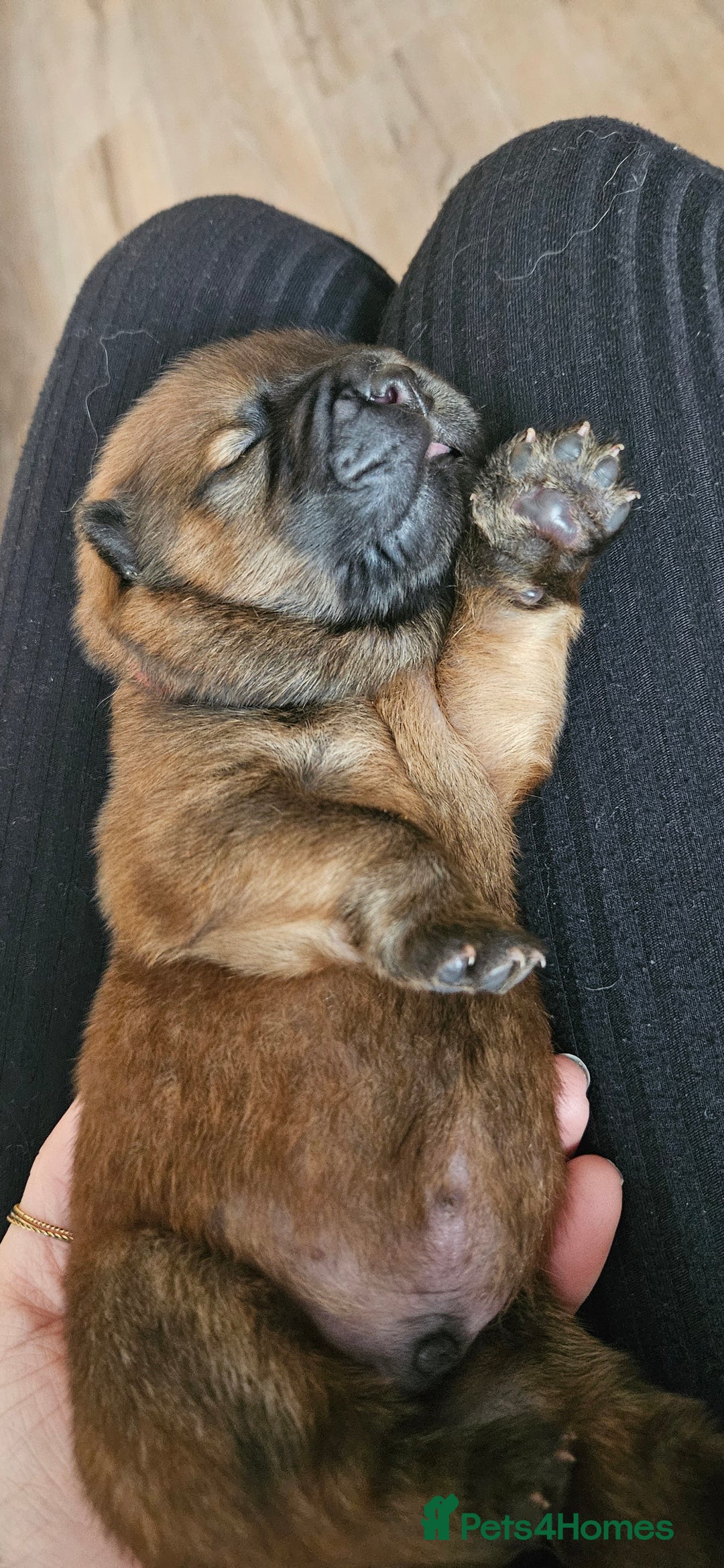 Chow Chow dogs for sale: Kc registered Chow chow puppies  - Advert 6