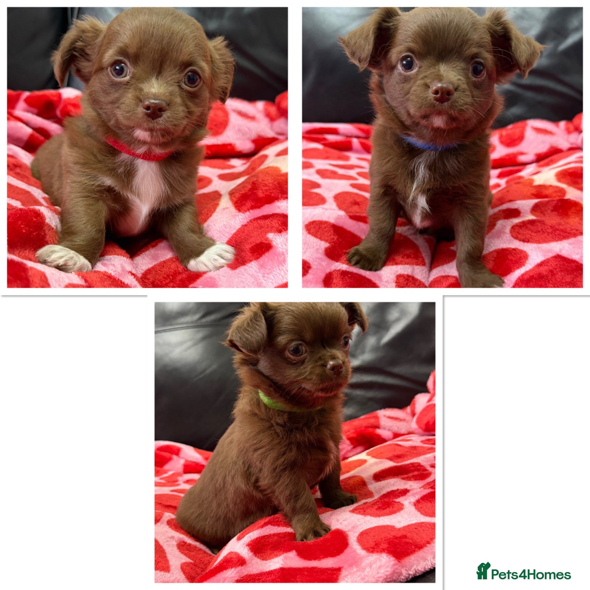 Chihuahua dogs 3 Beautiful Male Long Coat Chihuahua Puppies Left - Advert 1
