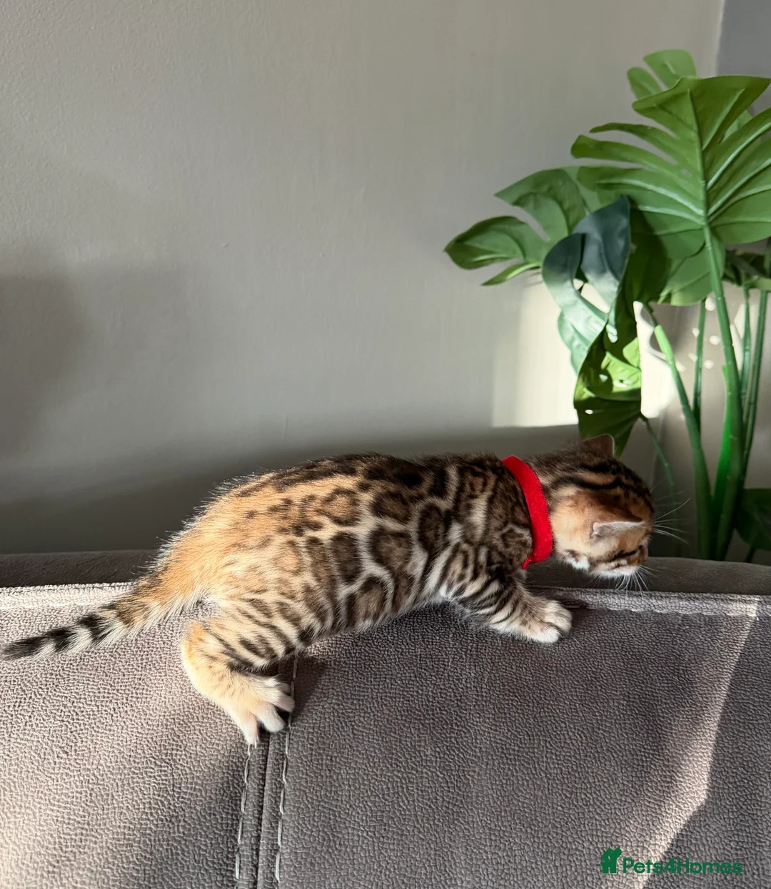 Bengal cats for sale: Beautiful Pedigree Bengal kittens for sale  - Advert 31