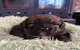 Bernedoodle dogs for sale: Beautiful Bernedoodle babies  - Advert 16