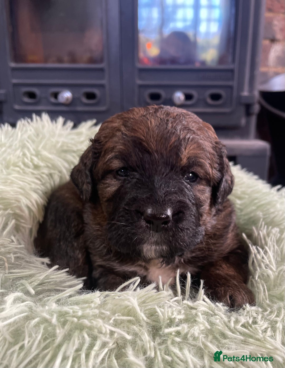 Bernedoodle dogs for sale: Beautiful Bernedoodle babies  - Advert 16