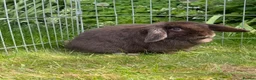Mini Lop rabbits for sale: Mini lop doe for rehome - Advert 2