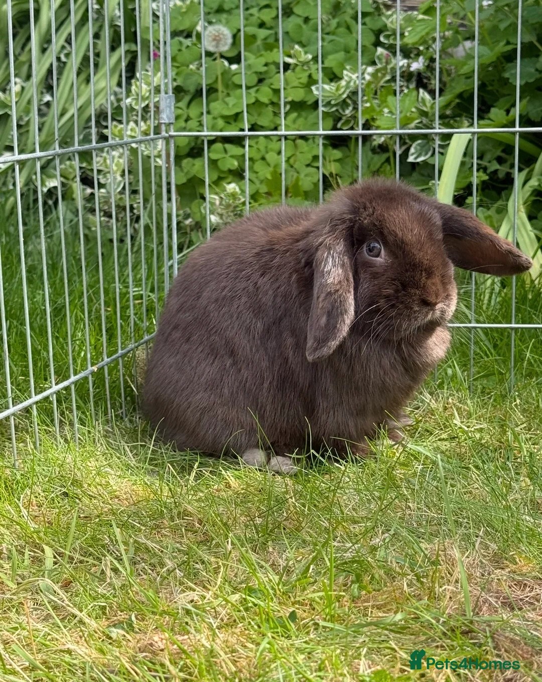 Mini Lop rabbits for sale: Mini lop doe for rehome - Advert 2