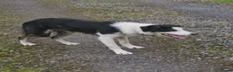 Border Collie dogs for sale: ISDS Reg Border Collie - Advert 3