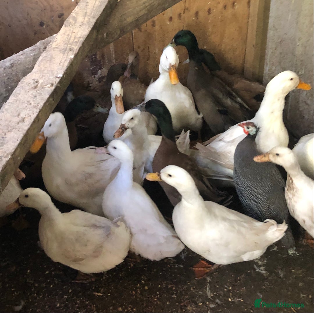 Ducks poultry for sale: Aylesbury Ducks - Image 2