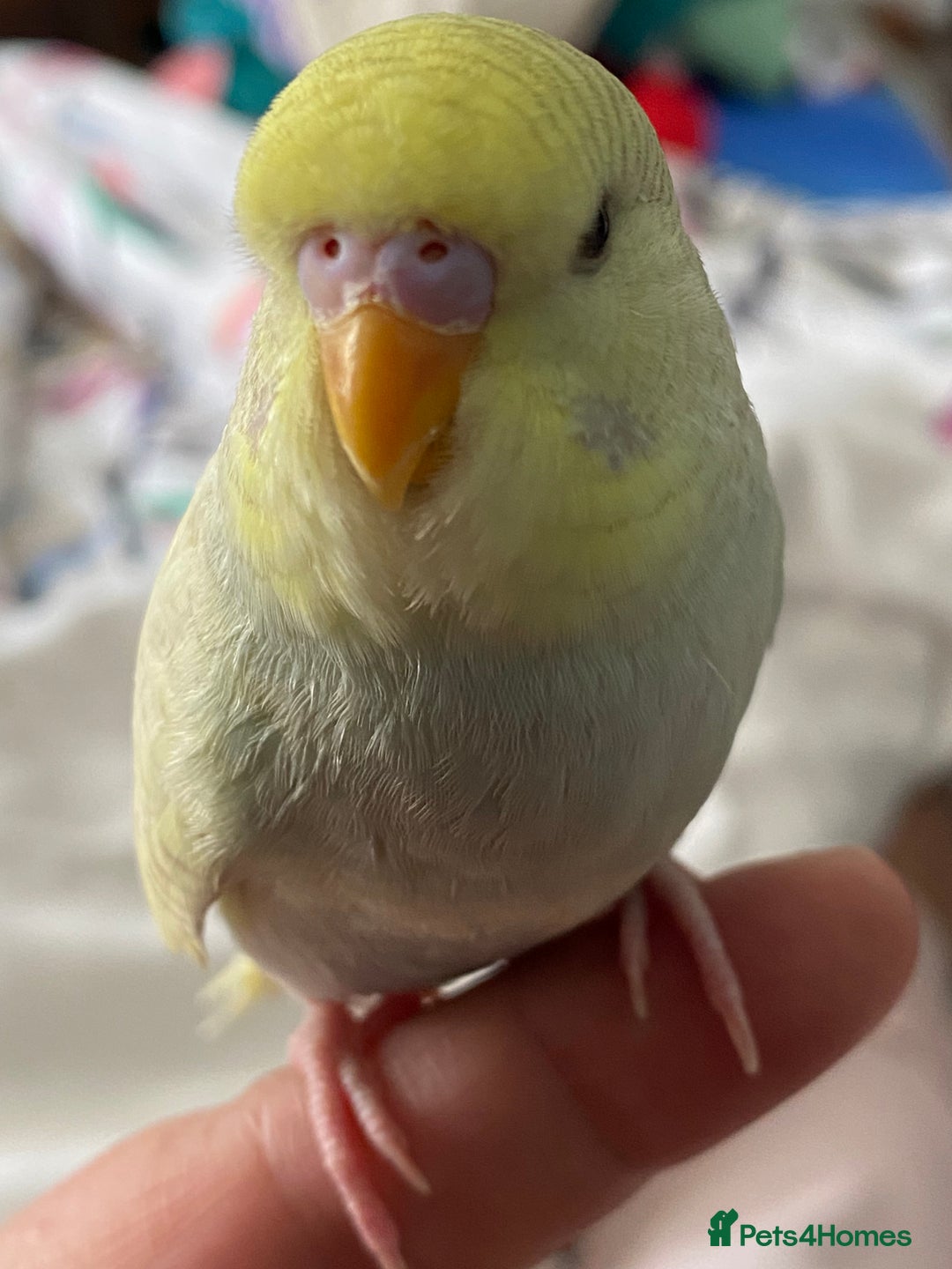 Budgerigars birds for sale: Lively Female Budgie for sale  - Advert 1