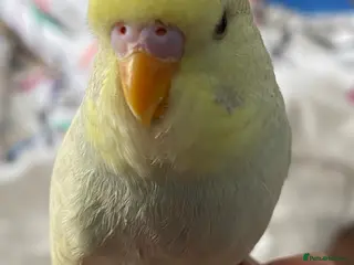 Budgerigars birds Lively Female Budgie for sale - Advert 12