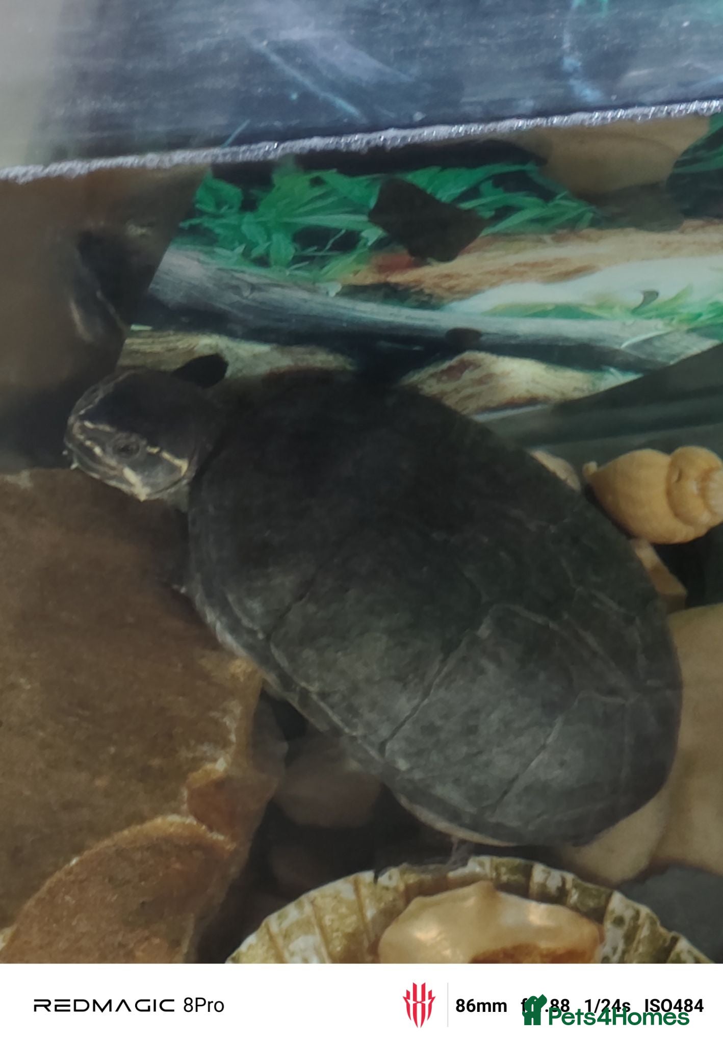 Turtle reptiles 4 Turtles and large aquarium  - Advert 2