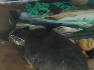 Turtle reptiles 4 Turtles and large aquarium - Advert 2