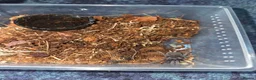 Tarantulas invertebrates for sale: Tarantula slings and juviniles in Bristol - Advert 11