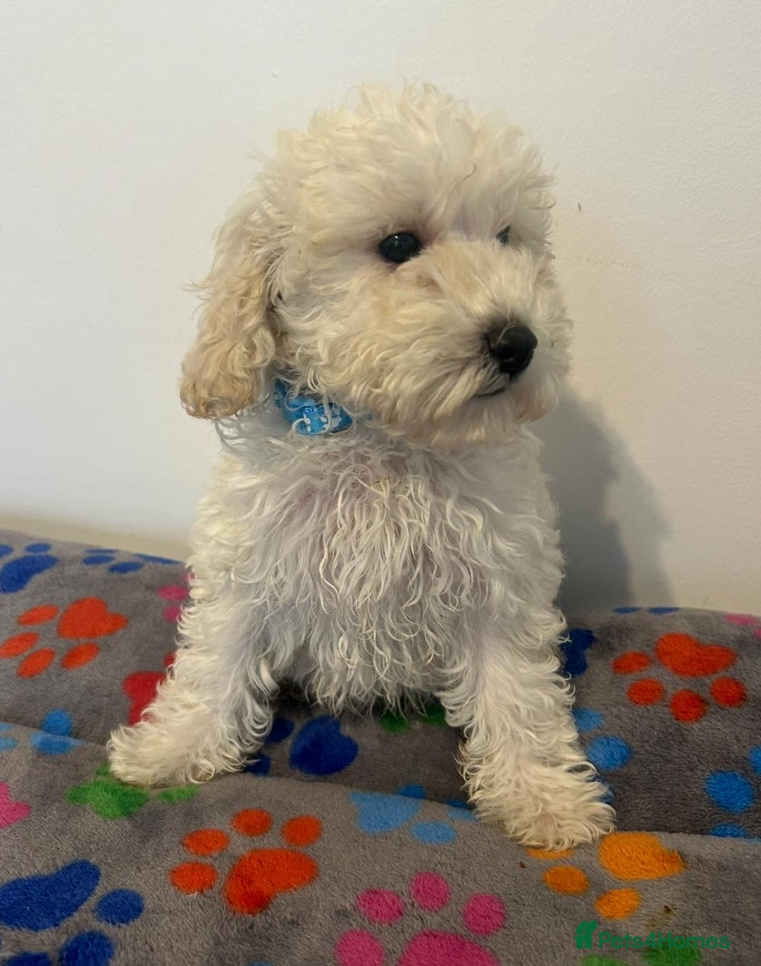 Cavapoo dogs for sale: Cavapoo puppies ready now  - Image 6