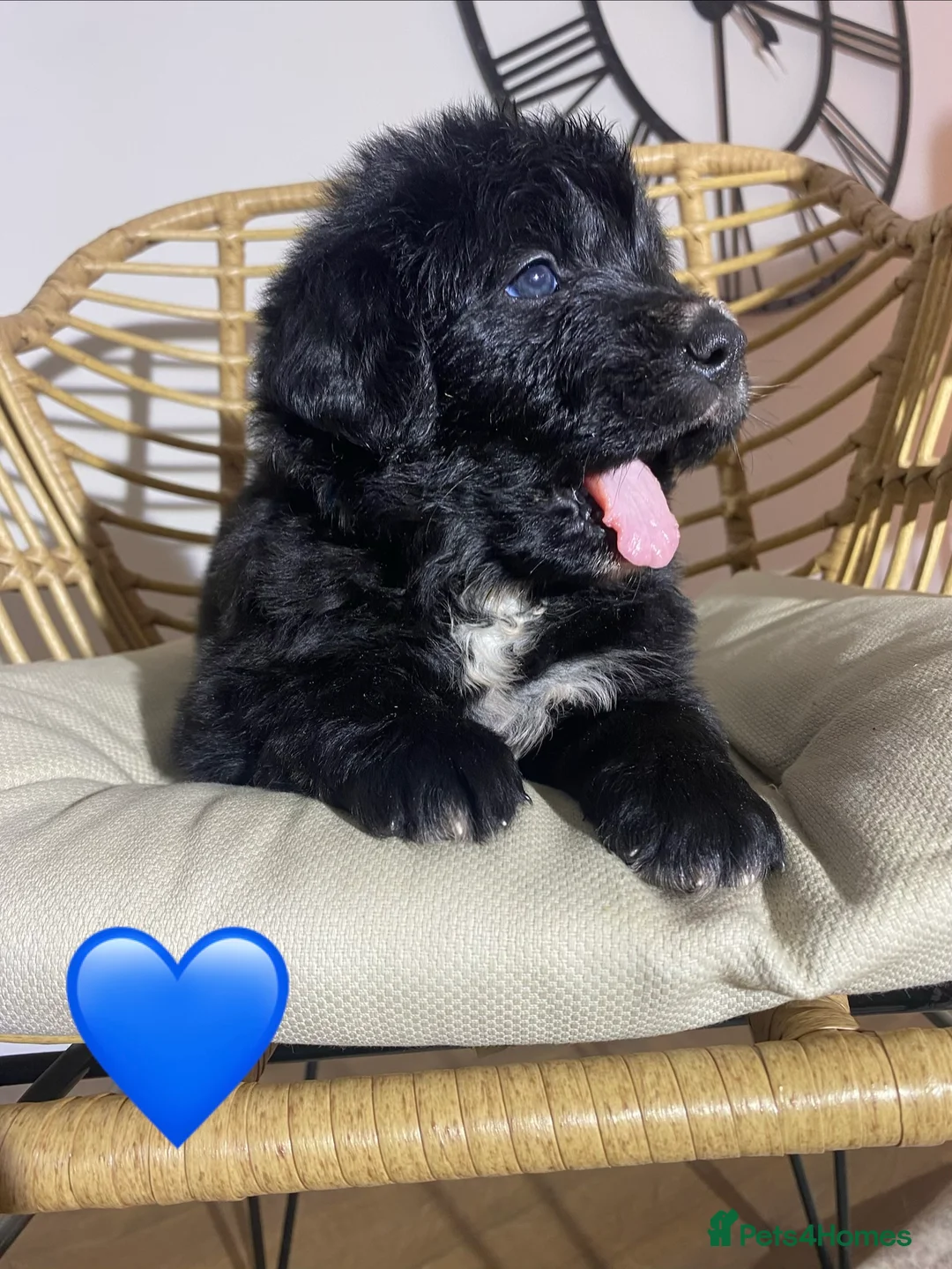 Mixed Breed dogs for sale: Golden Bernese Puppies 🖤🤍🤎 - Advert 35