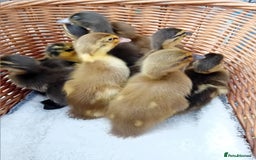 Ducks poultry for sale: Mixed Color Indian Runner Ducklings - Image 11