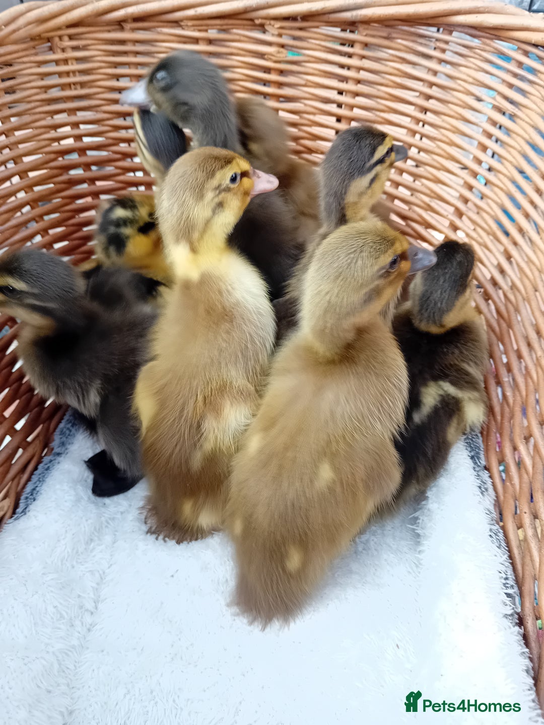 Ducks poultry for sale: Mixed Color Indian Runner Ducklings - Image 11