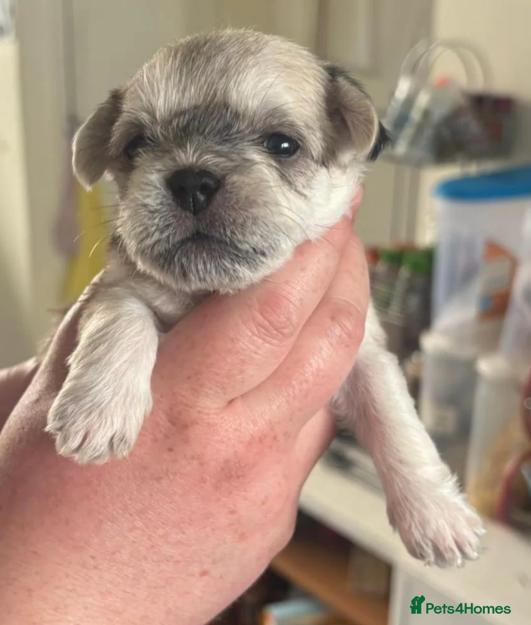 Mixed Breed dogs for sale: 6 beautiful puppies looking for forever homes  - Advert 8