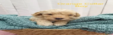 Mini Goldendoodle Puppy 4