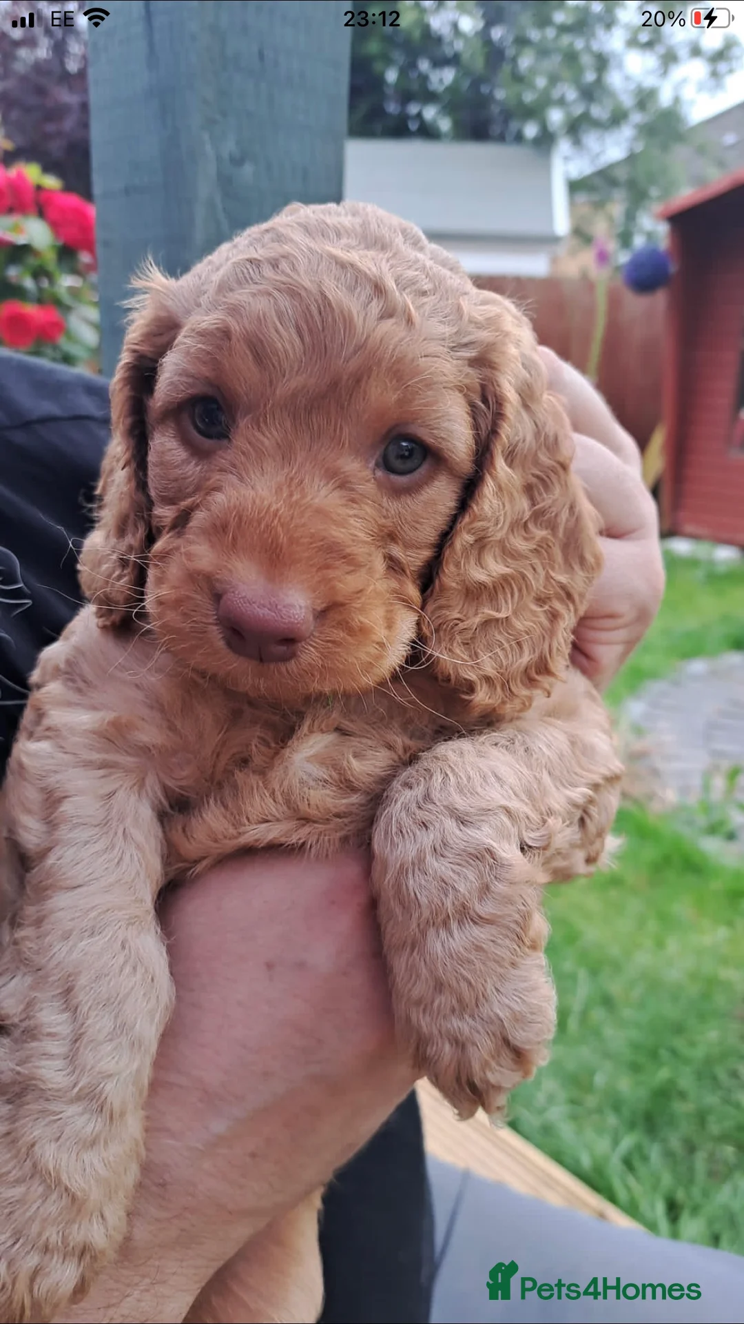 Cockapoo dogs for stud: cockapoo stud  in Aberlour - Advert 19