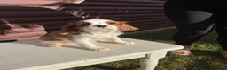 Cavalier King Charles Spaniel dogs for sale: Cavalier King Cha - Advert 11