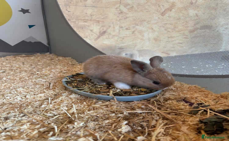 Mini Lop rabbits - Advert 3