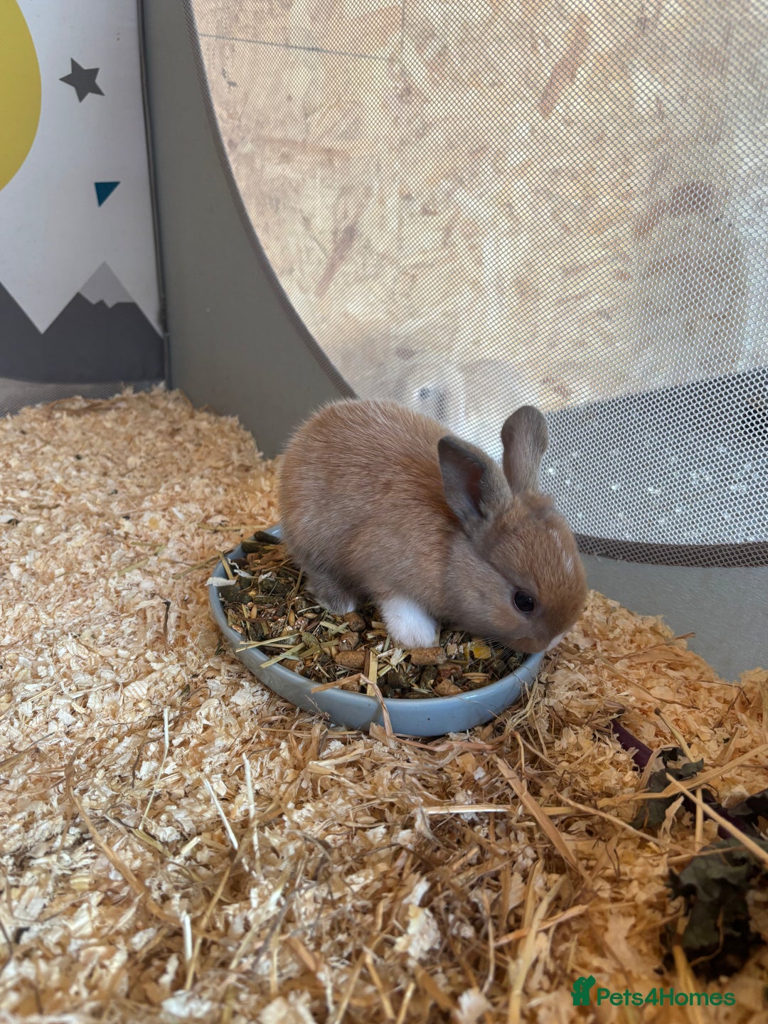 Mini Lop rabbits for sale: Mini Lops & Mini Lion Lops. Separate litters - Image 29