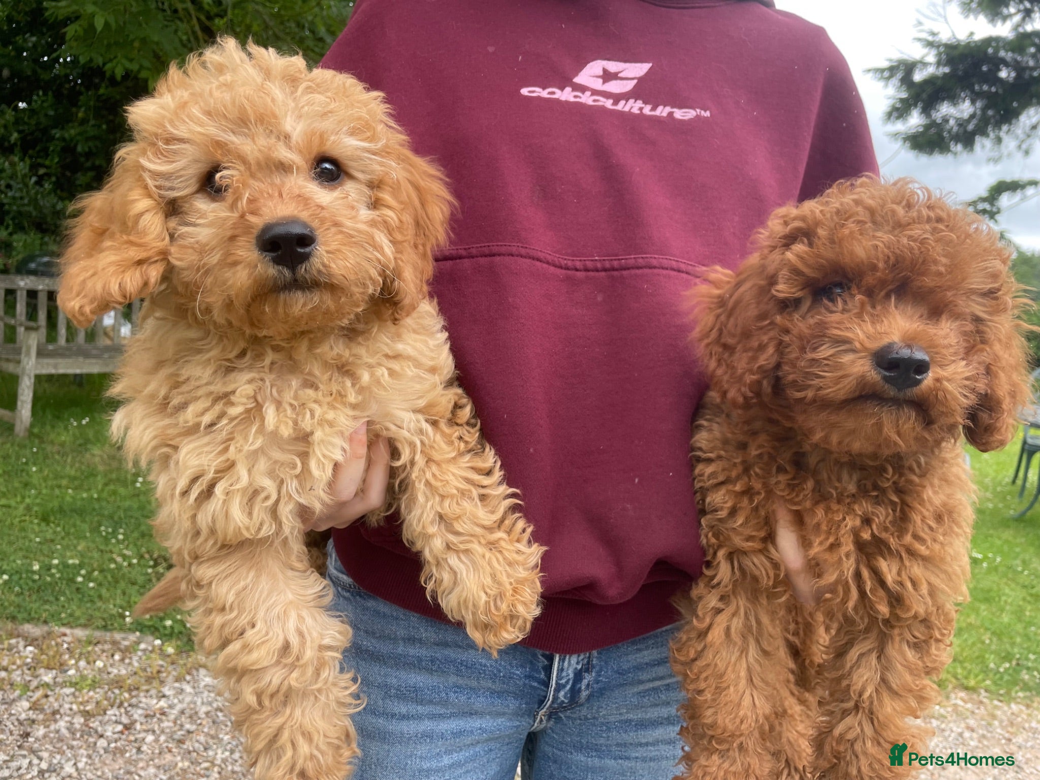Cavapoo dogs 💙2 adorable boys left🩵vet checked & ready - Advert 1