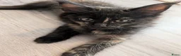 Maine Coon cats for sale: Maine Coons kittens  - Advert 15