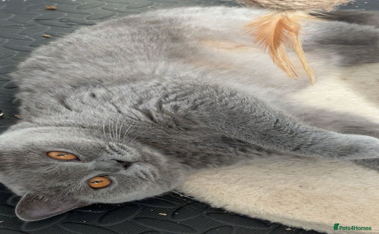 British Shorthair cats - Advert 3