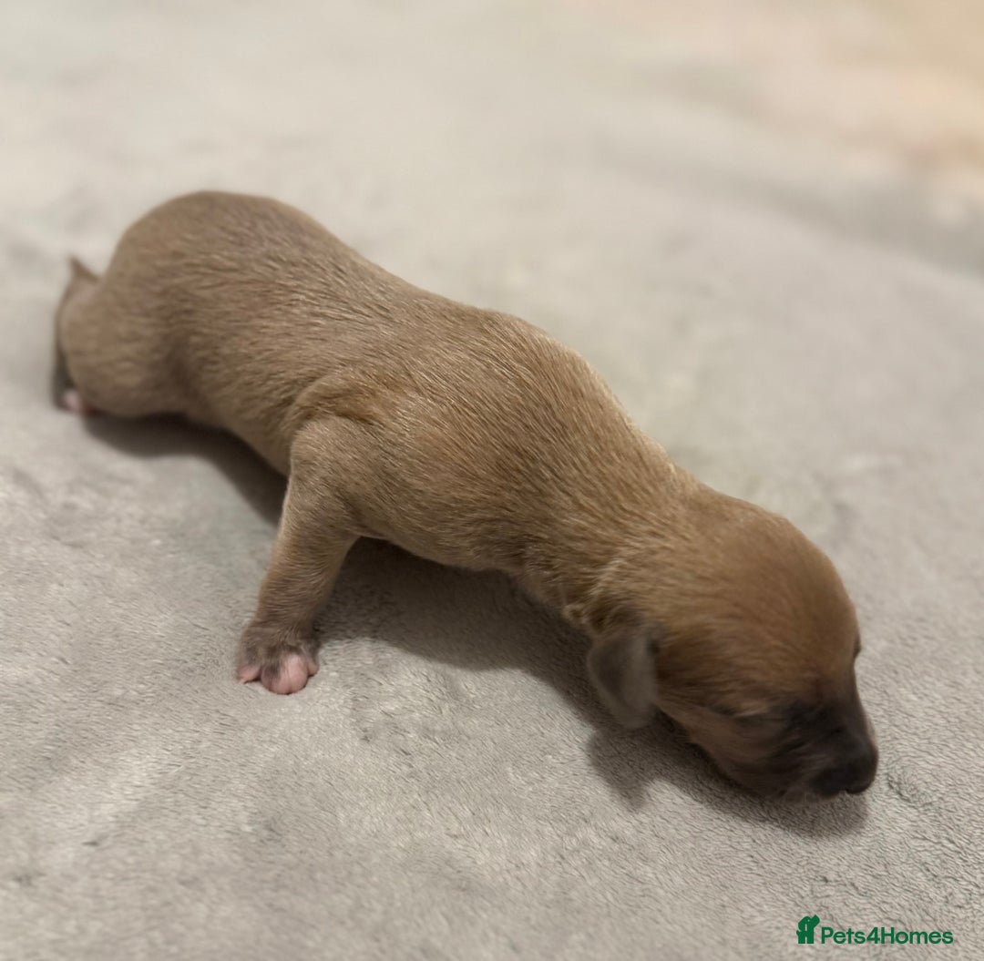 Whippet dogs for sale: KC Registered Whippet Puppies For Sale - Advert 6