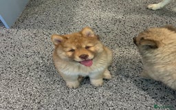 Chow Chow dogs for sale: Genuine Teddy Bear Chowski Puppies - Image 6