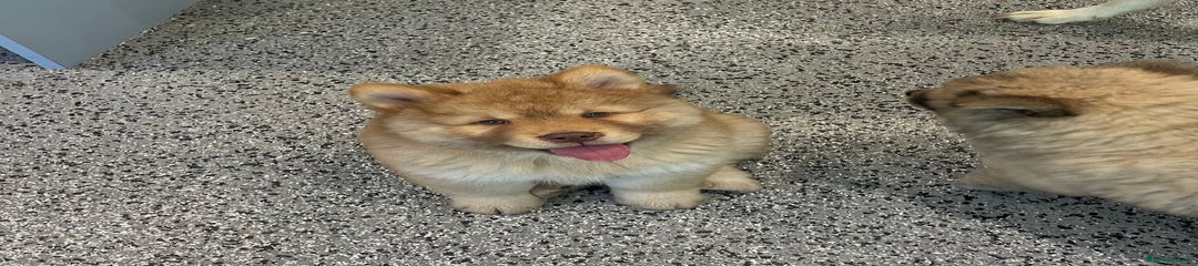 Chow Chow Puppy 4