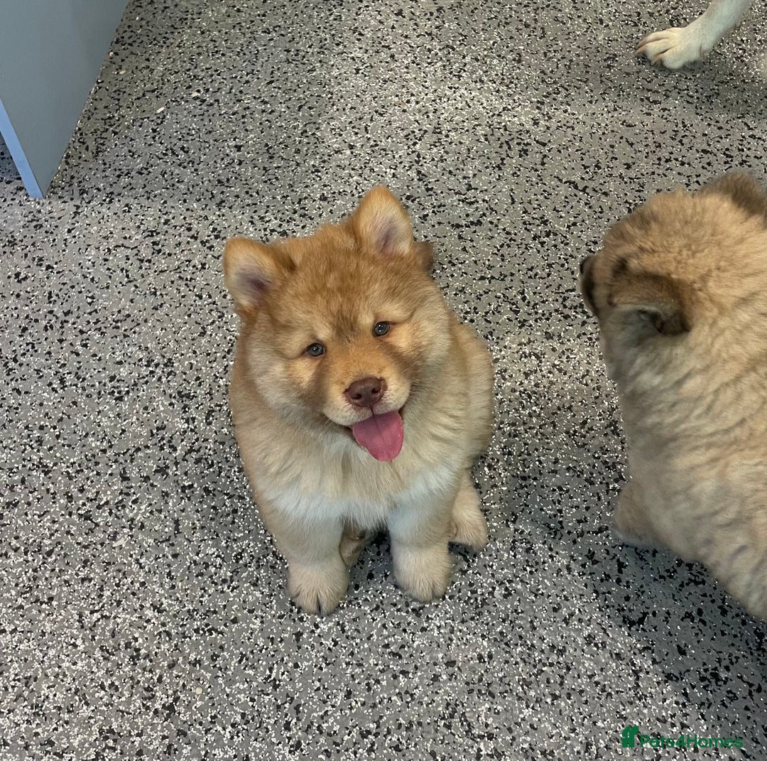 Chow Chow dogs for sale: Genuine Teddy Bear Chowski Puppies - Image 6