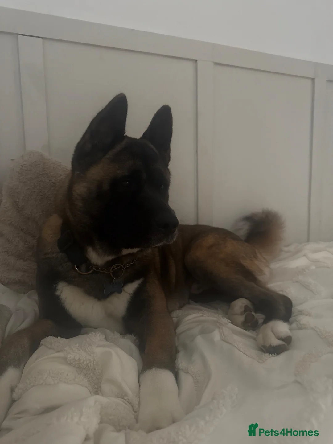 Akita dogs for sale: 🐾 2-year-old Akita boy looking for a home  in Havant - Advert 4