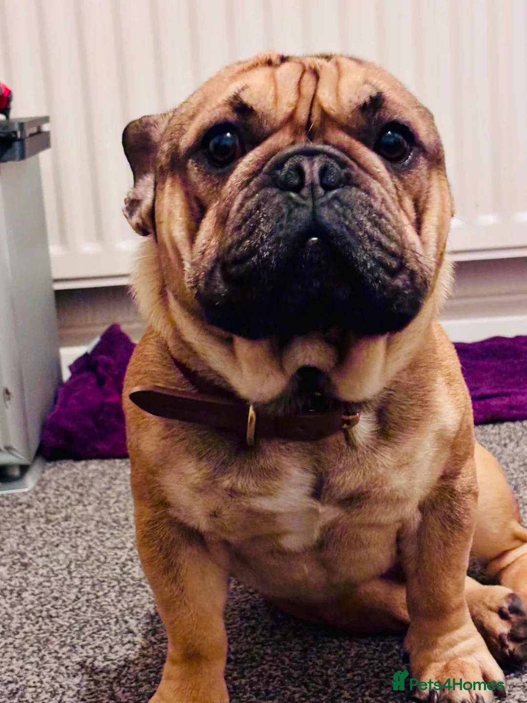 French Bulldog dogs for sale: Male french bulldog for sale in Middlesbrough - Advert 1