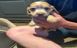 Cocker Spaniel dogs for sale: Wonderful show type cocker spaniels - Image 24