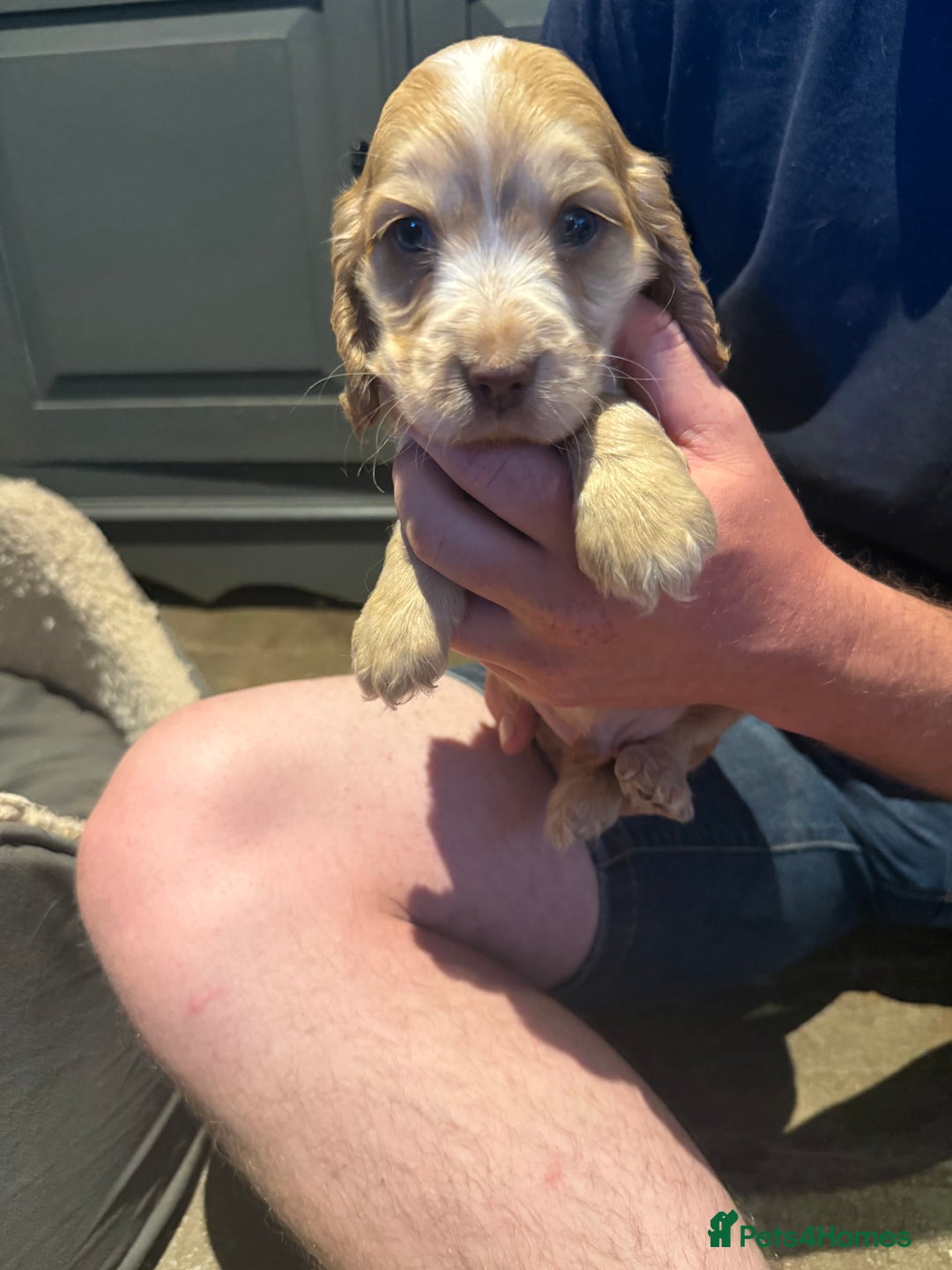 Cocker Spaniel dogs for sale: Wonderful show type cocker spaniels - Image 24