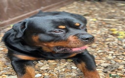 Rottweiler dogs for stud: Rottweiler Dog for Stud - Image 8