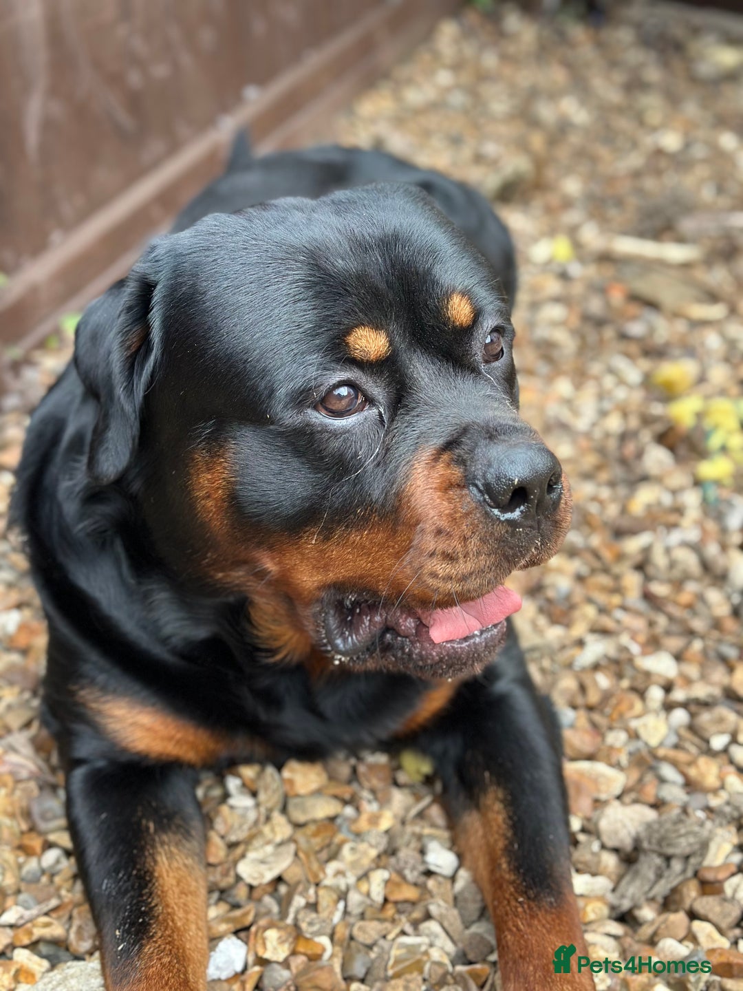Rottweiler dogs for stud: Rottweiler Dog for Stud - Image 8