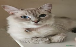Ragdoll cats for sale: 3 stunning ragdoll girls available - Image 4