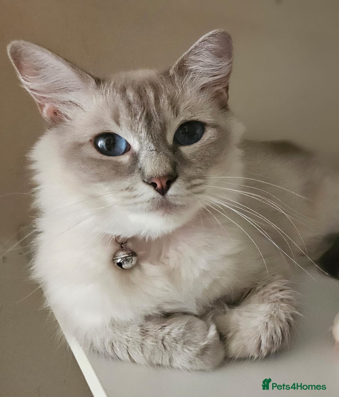 Ragdoll cats for sale: 3 stunning ragdoll girls available - Image 4