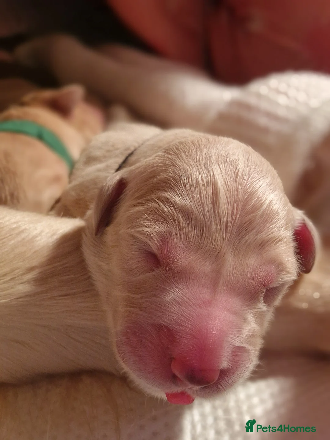 Golden Retriever dogs for sale: Golden Retriever puppies- 3 weeks old - Advert 22