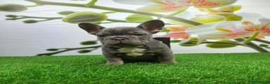 French Bulldog Puppy 3
