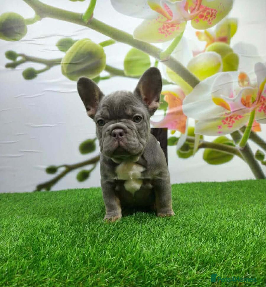 French Bulldog dogs for sale: 😍 Beautiful french bulldog puppies 🥰 - Advert 4