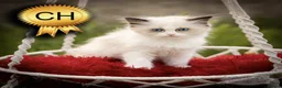 Ragdoll cats for sale: Ragdoll Kitten Girl ZPAE Champion 94% Purity! - Advert 3