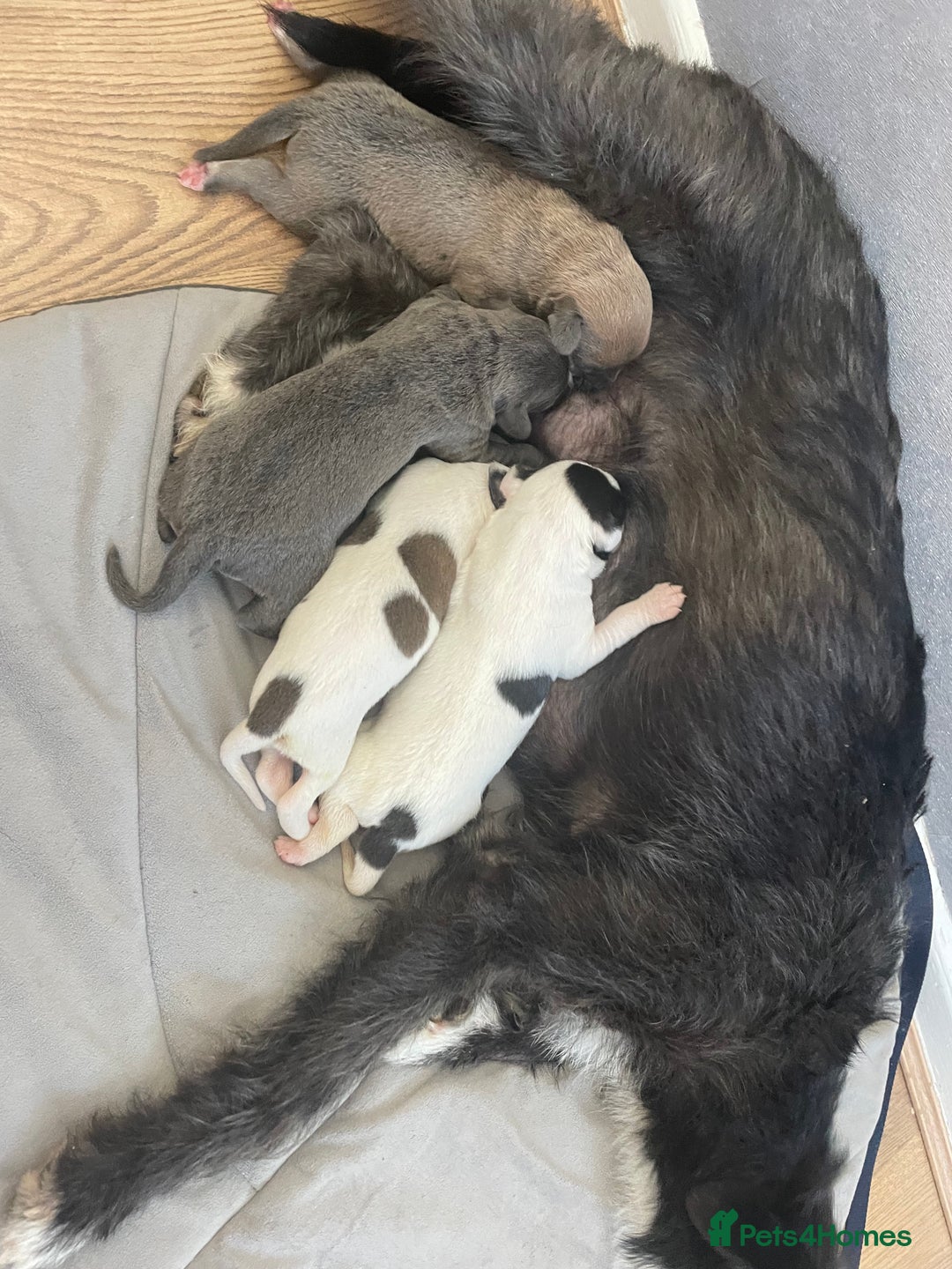 Mixed Breed dogs for sale: Bedlington whippet cross kc reg whippet - Image 6