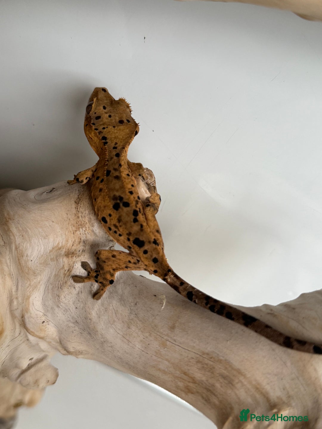 Gecko reptiles for sale: Variety of crested geckos for sale  - Image 2