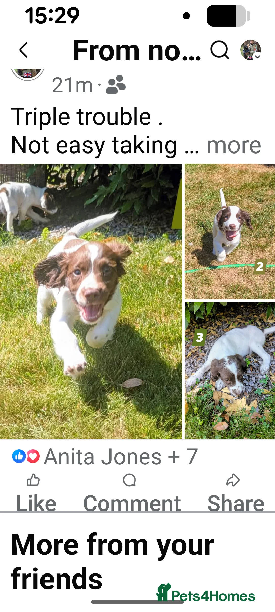 English Springer Spaniel dogs for sale: Lovely Liver and white puppies  in Launceston - Advert 2